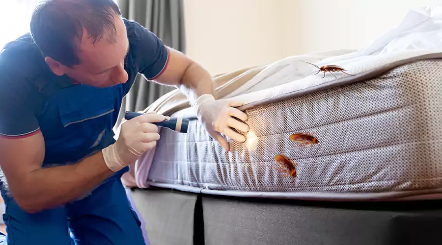 Cockroach Infestation: Why Roaches Are So Hard to Get Rid Of