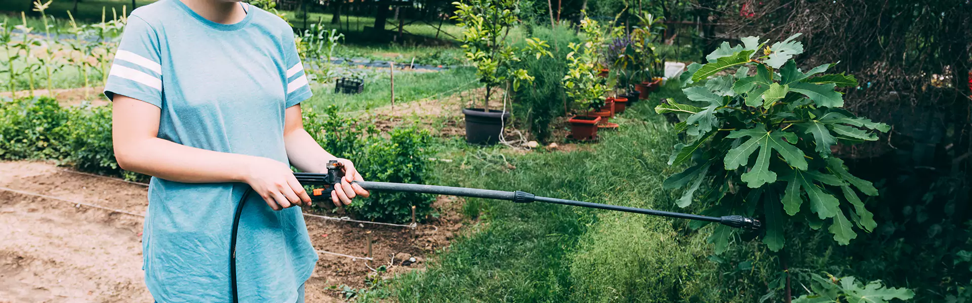 Backyard Mosquito Control