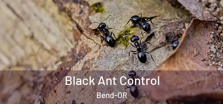 Black Ant Control Bend-OR