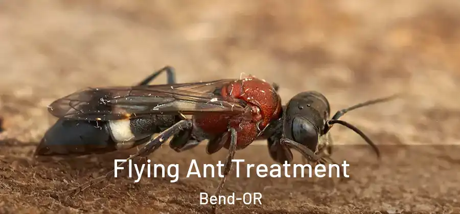 Flying Ant Treatment Bend-OR