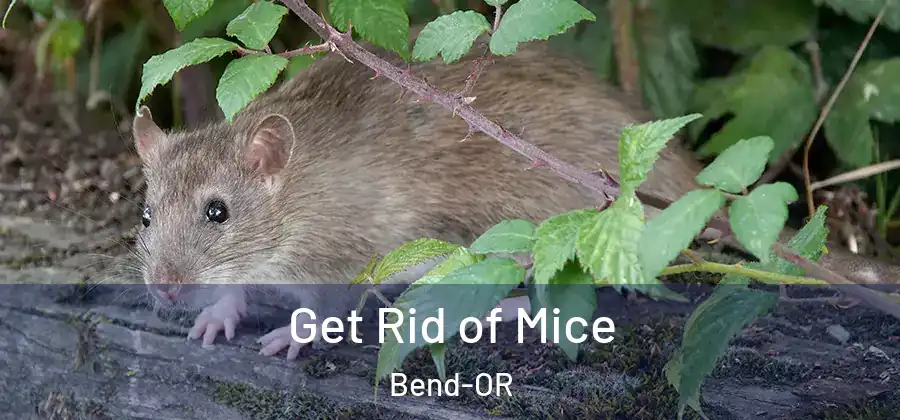 Get Rid of Mice Bend-OR