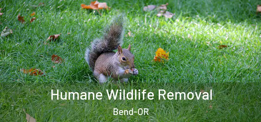 Humane Wildlife Removal Bend-OR