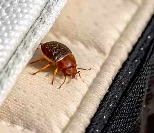 Trusted Bed Bug Prevention Specialists in Bend, OR