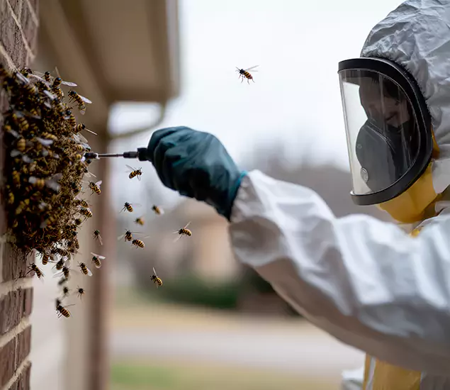 Your Bee Removal Company in Bend, OR