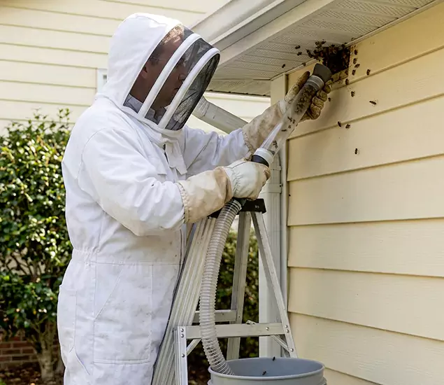 Your Affordable Bee Removal Company in Bend, OR