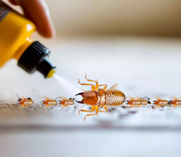 Reliable Bora Care Termite Experts in Bend, OR