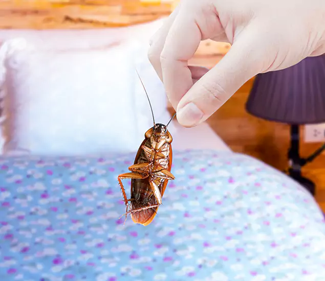 Expert Roach Control Services: Your Cockroach Pest Control in Bend, OR