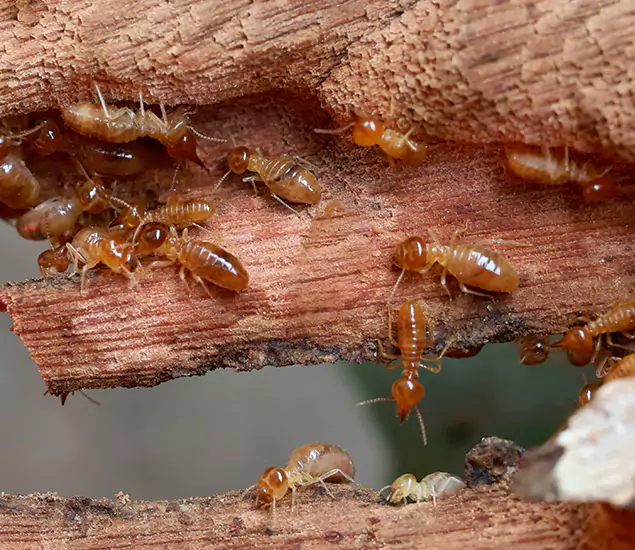 About Our Drywood Termite Treatment Experts in Bend, OR