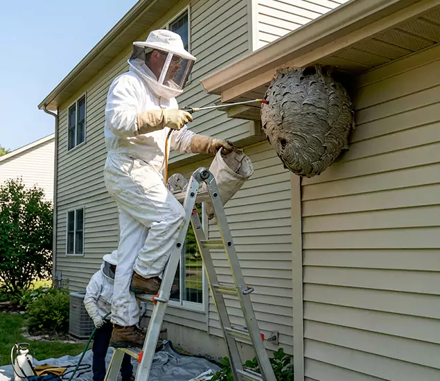 Expert Wasp Nest Removal: Your Local Wasp Nest Removal Company in Bend, OR