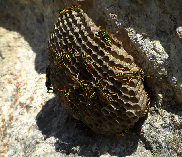 Your Local Hornet Removal Company in Bend, OR