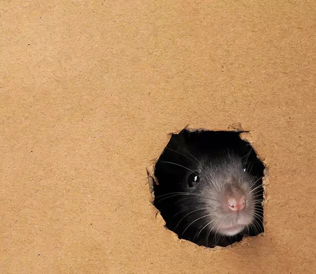 Rats in Attic Removal Experts in Bend, OR