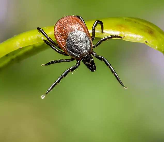Your Trusted Tick Pest Control in Bend, OR