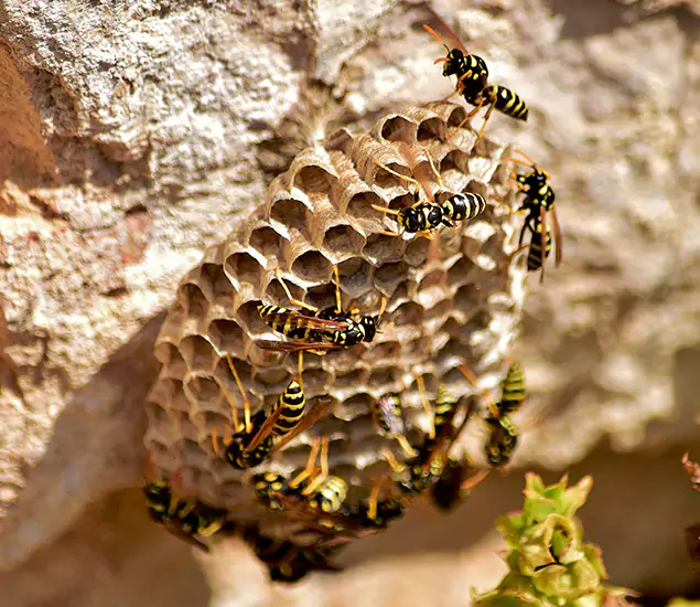 Your Best Wasp Removal Company in Bend, OR