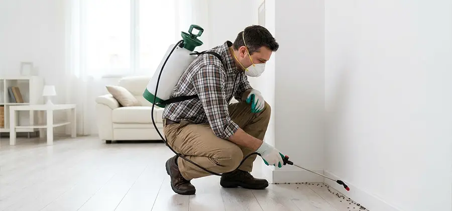 Seasonal Ant Infestation Control in Bend