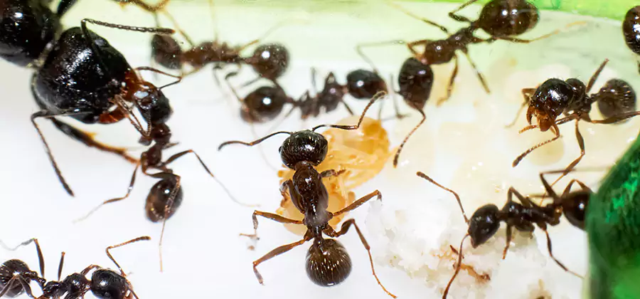 Argentine Ant Barrier Treatment in Bend