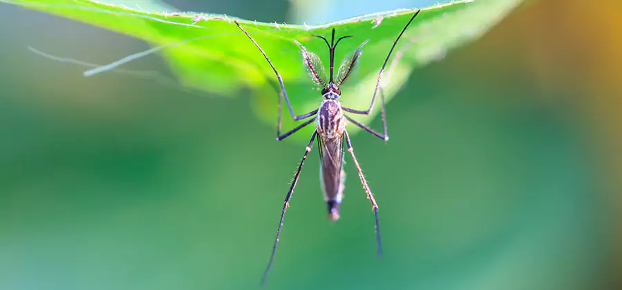 Natural Mosquito Spray for Yard in Bend