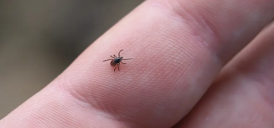 Infection Prevention for Bed Bug Bites in Bend