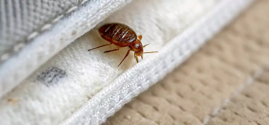 Tenting Bed Bug Fumigation in Bend