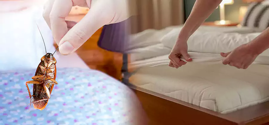 Bed Bug Home Extermination Service in Bend