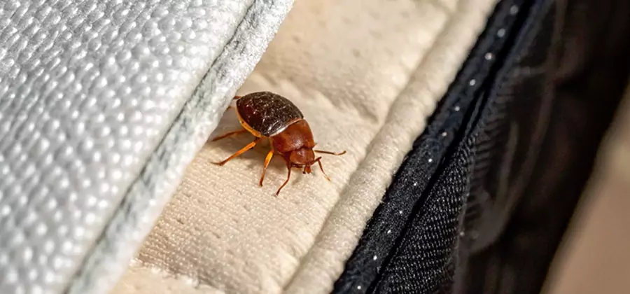 Commercial Bed Bug Control in Bend