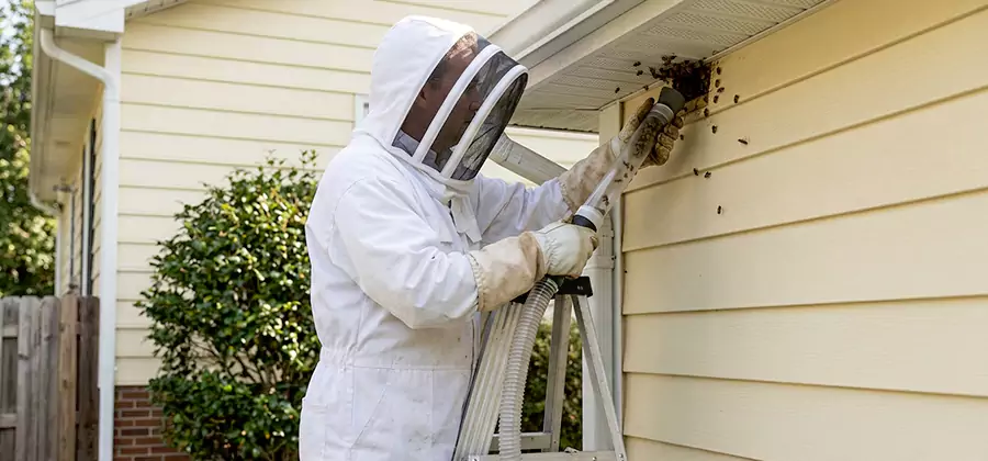Ground Bee Removal in Bend