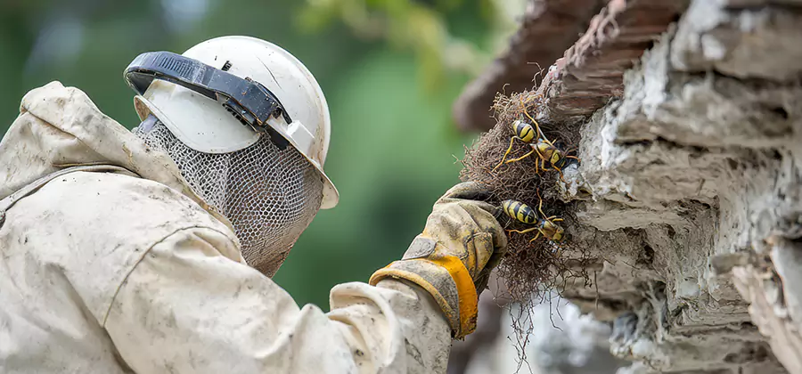Bee and Wasp Hornet Removal in Bend