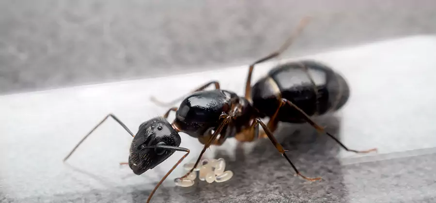 Black Ants in Kitchen Elimination in Bend