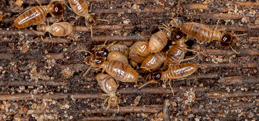 Bora Care Residential Termite Control in Bend