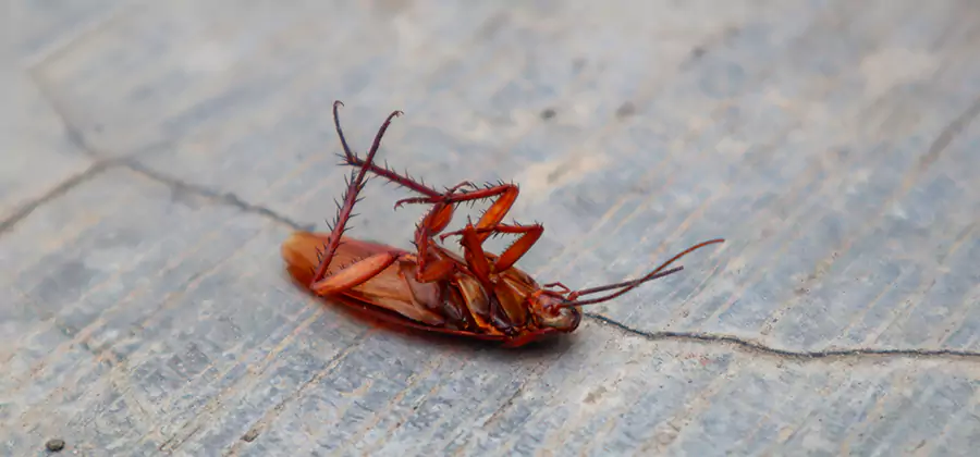 Cockroach Eradication for Commercial Properties in Bend