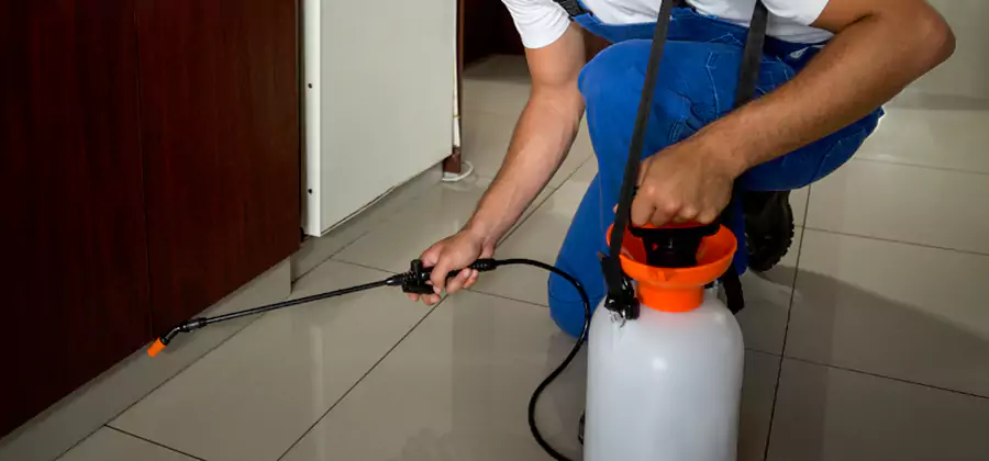 Palmetto Bug Exterminator in Bend
