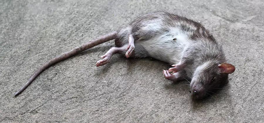 Dead Rat Disposal in Bend