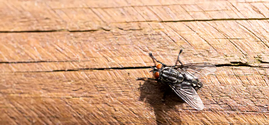 Flying Ant Barrier Treatment in Bend