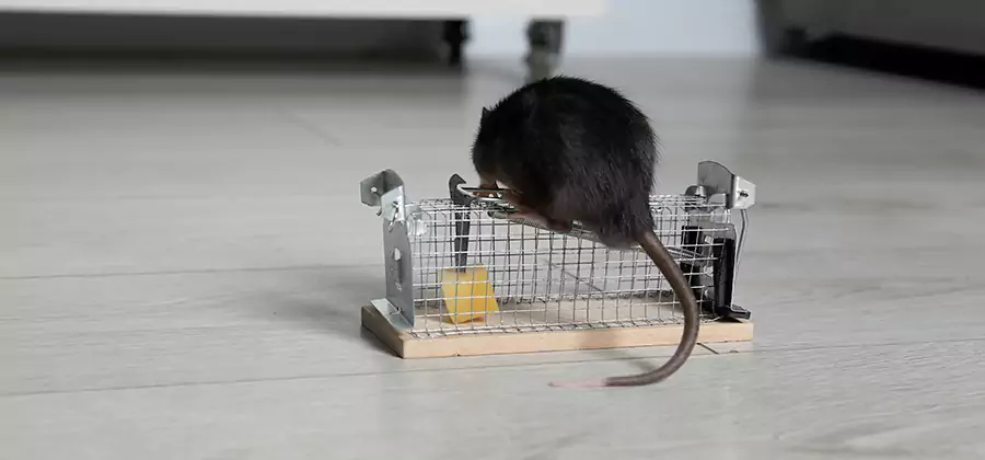 Mice in Attic Removal Bend
