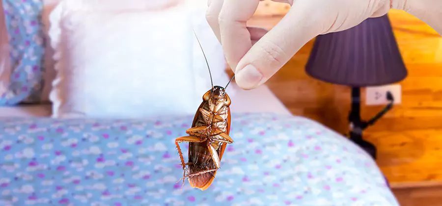 Fast Roach Elimination in Bend