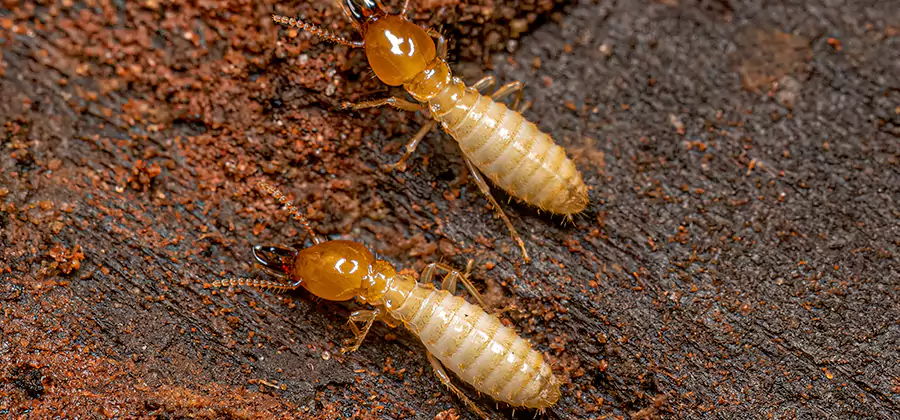 Structural Heat Termite Treatment in Bend