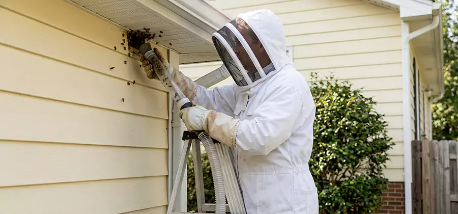 Wasp Nest in Wall Removal in Bend