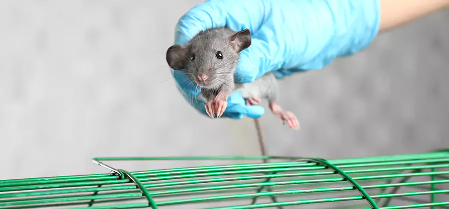 Humane Rat Trapping in Bend