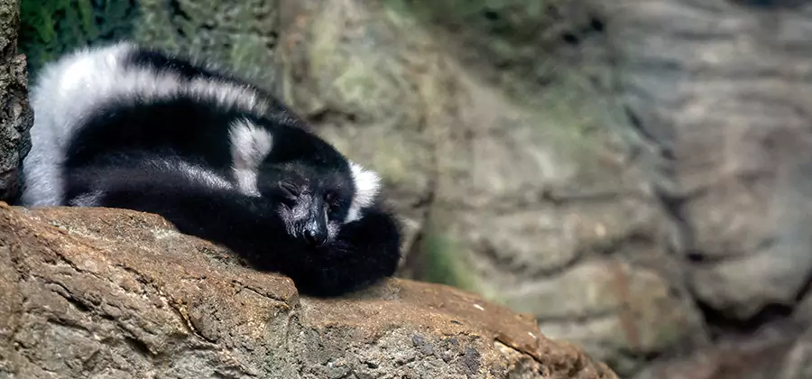 Humane Skunk Removal in Bend