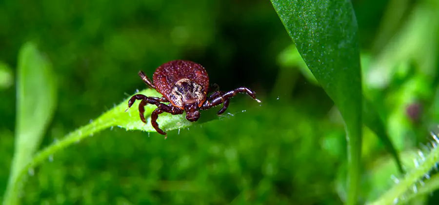 Tick Prevention for Yard in Bend