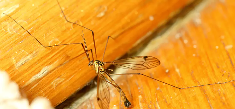 Exterior Mosquito Control in Bend