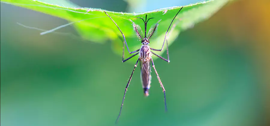 Pest and Mosquito Control for Yard and Patio in Bend