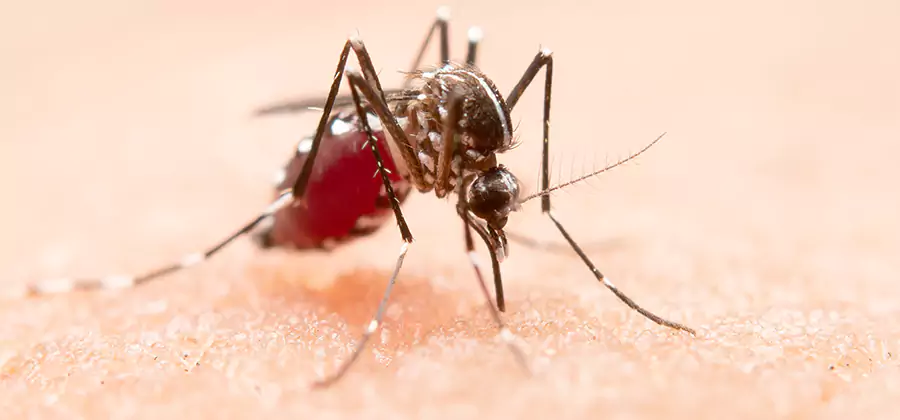 Pond Mosquito Control and Water Treatment in Bend