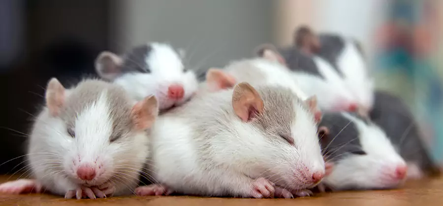 Bend Pet Safe Mice Control