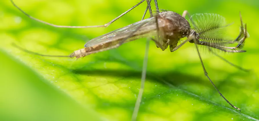 Herbal Mosquito Repellent Treatment in Bend