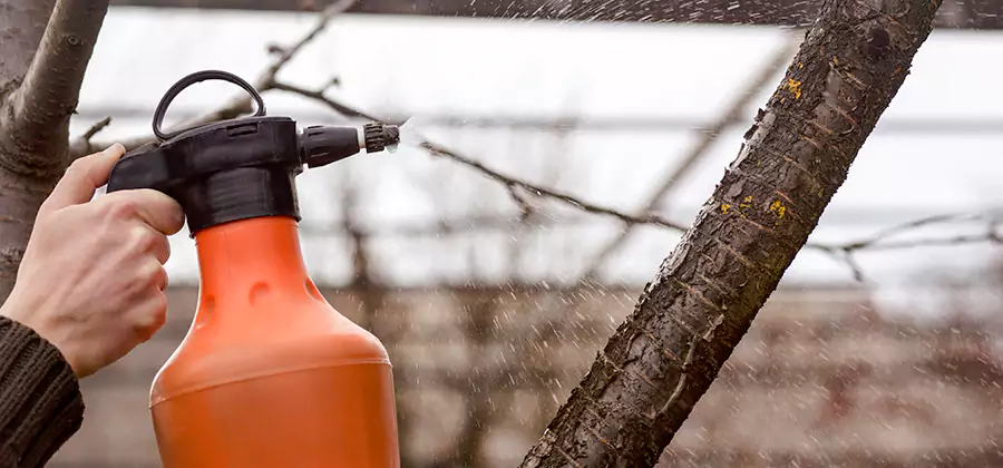 Orange Oil Structural Cavity Treatment in Bend