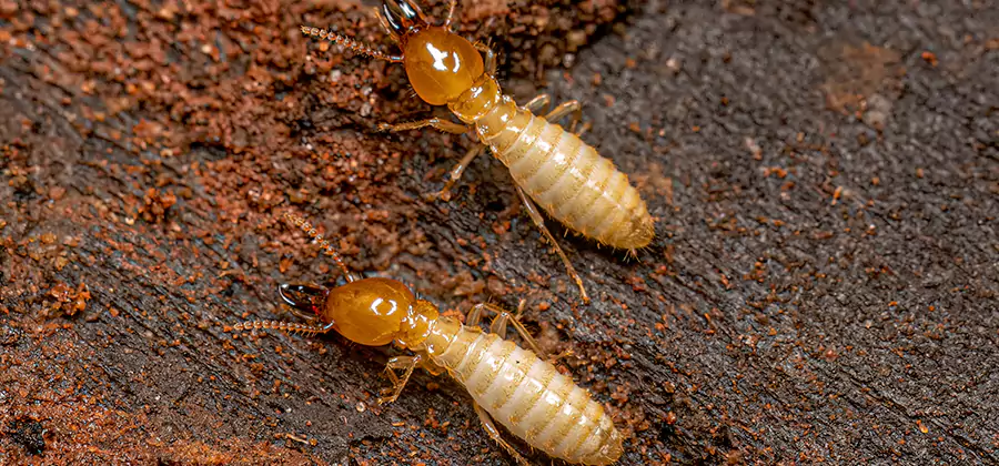 Natural Ant Hill Killer Treatment in Bend