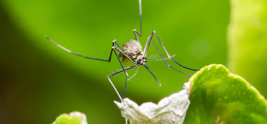 Natural Outdoor Mosquito Repellent in Bend
