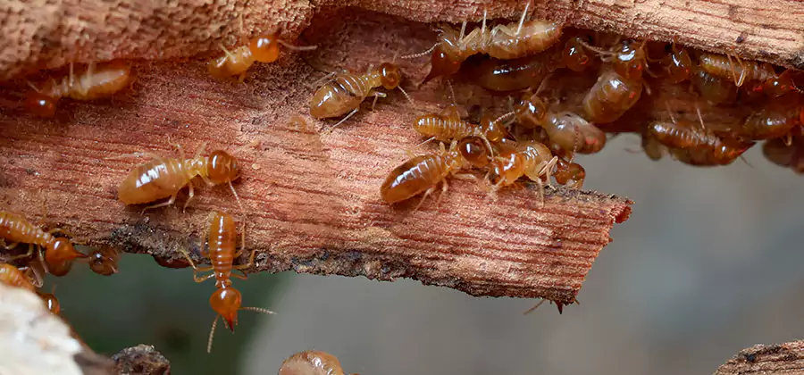 Termite Pest Management in Bend