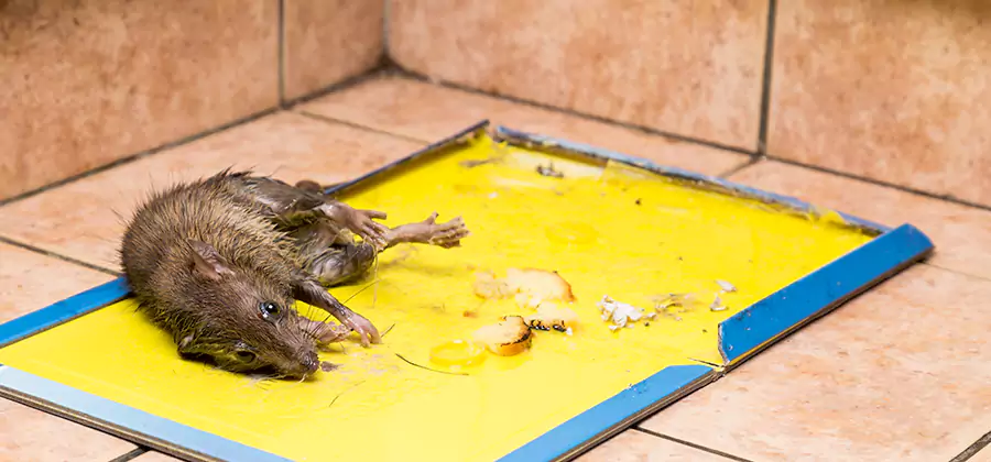 Rat Trapping Service In Bend