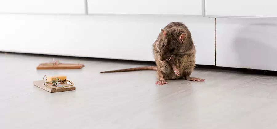 Rat Baiting Removal Service in Bend